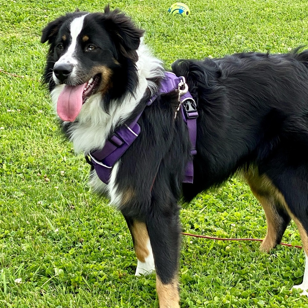 I’m Kriss and this is my Wiggle Butt sidekick Sparrow! - Picture 3 of 7